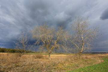 leafless trees in spring time near farming field