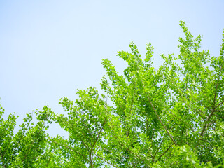 新緑のイチョウの葉