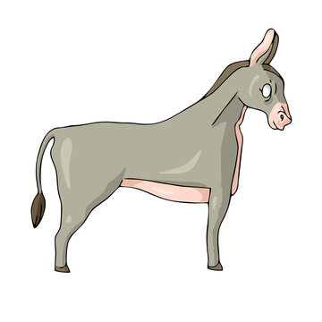 Donkey on white background Cute Cartoon Vector illustration