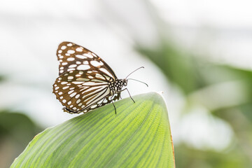 farfalla 5