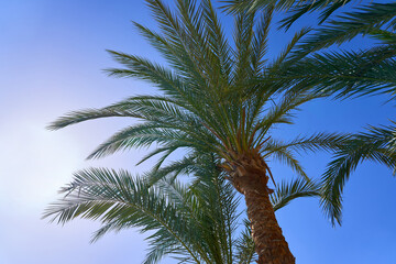 Saturated bright palm tree against the blue sky. Rest in hot countries. Tropical plants