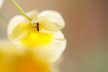  jumping spider on Yellow orchid flowers or dendrobium lindleyi