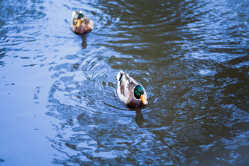 Two ducks floats on river.