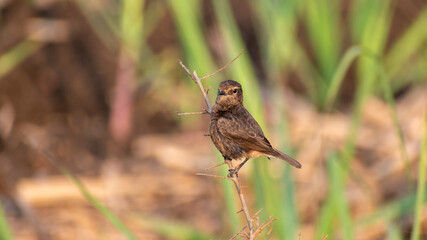 Bird On Branch