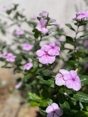 Fototapeta premium pink flowers