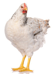 one white chicken isolated on white background, studio shoot