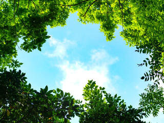 Obraz premium 新緑の広葉樹