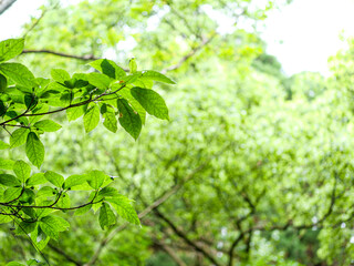 新緑の広葉樹