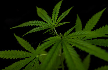 Naklejka na ściany i meble cannabis leaf background