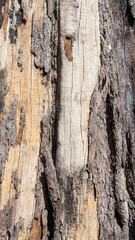 wood texture