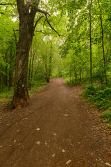 Forest path through bright green trees on a summer cloudy day