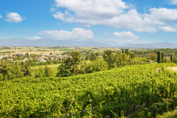 Fototapeta na wymiar Panorama of the vineyards of Tuscany
