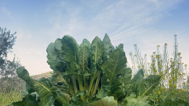 Suggestive zoom-in shot of an organic wrap of chard or beet in a garden. From the bottom shot.