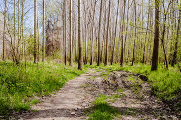 Forest on the bank of the Danube river in the spring near Petrovaradin, Novi Sad, Serbia. 