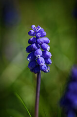 Grape hyacinth (Muscari neglectum) is a blue perennial bulbous plant or flower. Close up view