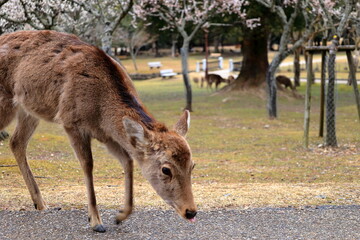 Naklejka na ściany i meble 奈良公園　奈良　日本