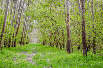 Forest on the bank of the Danube river in the spring near Petrovaradin, Novi Sad, Serbia. 