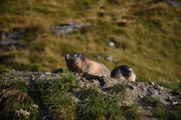 Murmeltier, Murmeltiere, putzig, Munggen, Mankei, Erdhörnchen, Marmota, Alpenmurmeltier, Gebirge,...