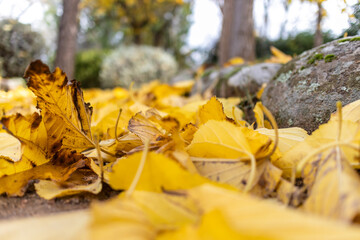 Hojas amarillas en el suelo en otoño