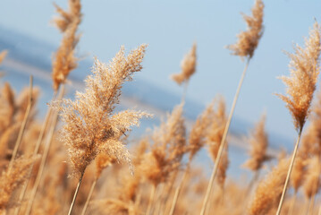 Spring reeds on the background of the lake.