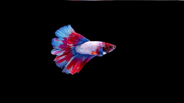 Siamese fighting fish (Betta splendens)