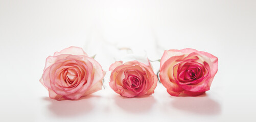 Fototapeta na wymiar Pink peach rose flowers isolated on light pink background