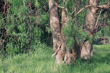 tree in the forest in lush green grass