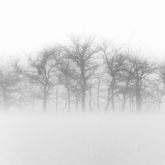 Fototapeta na wymiar Árboles en la niebla