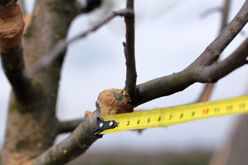 measuring the site of a two-year graft on an apple tree smeared with clay solution with a fungicide. checking the growth of cuttings
