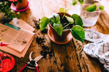 Top view (flat lay) Green Potos (Epipremnum aureum) plant on rustic wooden table with various home gardening items and potting soil, natural light