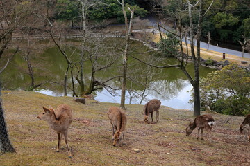 奈良公園　奈良　日本