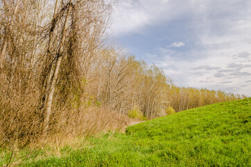 Forest on the bank of the Danube river in the spring near Petrovaradin, Novi Sad, Serbia. 