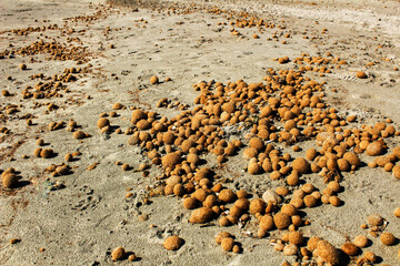 Dry oceanic posidonia seaweed balls on the beach and sand texture
