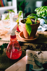 Green Potos (Epipremnum aureum) plant on rustic wooden table with various items for home gardening and soil after repotting, natural light
