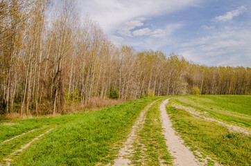 Forest on the bank of the Danube river in the spring near Petrovaradin, Novi Sad, Serbia. 