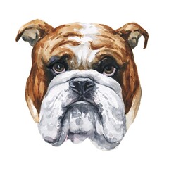 Watercolor english bulldog portrait on white background. Watercolour dog illustration.