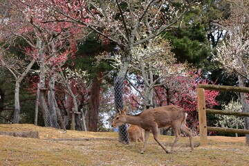 奈良公園　奈良　日本