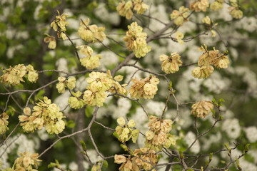 fiori rustici