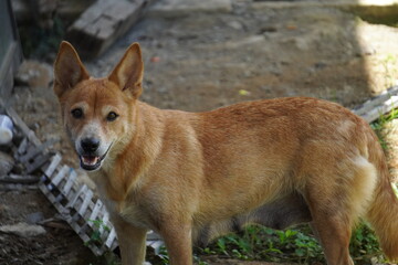 portrait of a dog Dingo