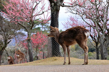 奈良公園　奈良　日本