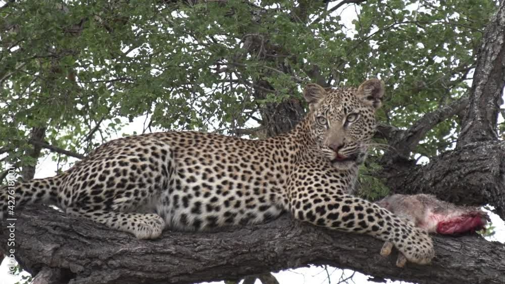 Poster close up of leopard with a scrub hare kill on top of tree. static