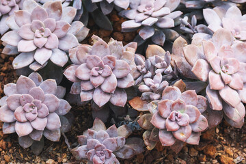 Closeup image of Rosette rosettes of Graptopetalum pentandrum superbum in botanic garden
