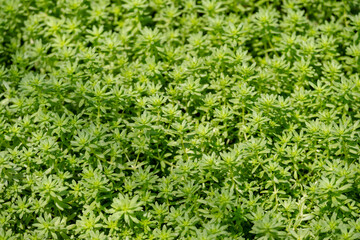 Closeup image of Sedum sp. Crassulaceae texture and background