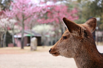 Fototapeta premium 奈良公園 奈良 日本
