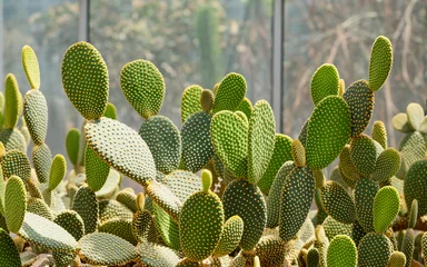 Papier Peint photo Lavable Cactus Closeup image of Bunny ear cactus or Opuntia microdasys in botanic garden