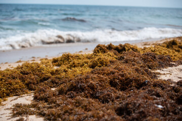 Brown sea weed residue on the sea shore