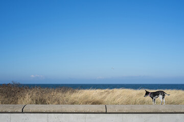 Small cute dog on a wall at the Baltic Sea with beach grass, blue sky and blue sea