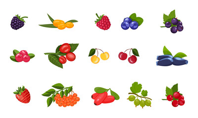 Berries isolated on white background. Vector illustration of strawberries, gooseberries, blueberries and other various colorful fruits.
