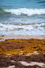 Brown sea weed residue on the sea shore