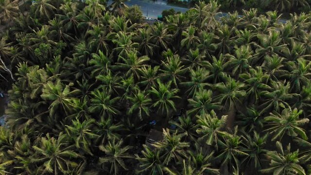 Road through palm trees, General Luna, Siargao Island, Philippines